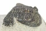 Bargain, Hollardops Trilobite - Ofaten, Morocco #254483-3